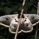 Image of gaint peacock moth