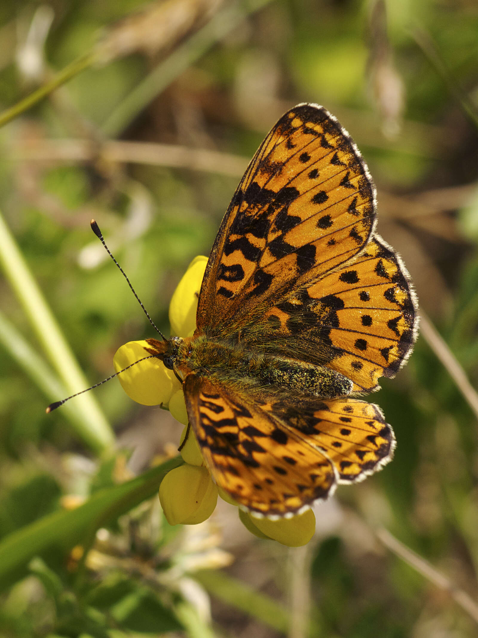 Image of Lesser Fritillaries