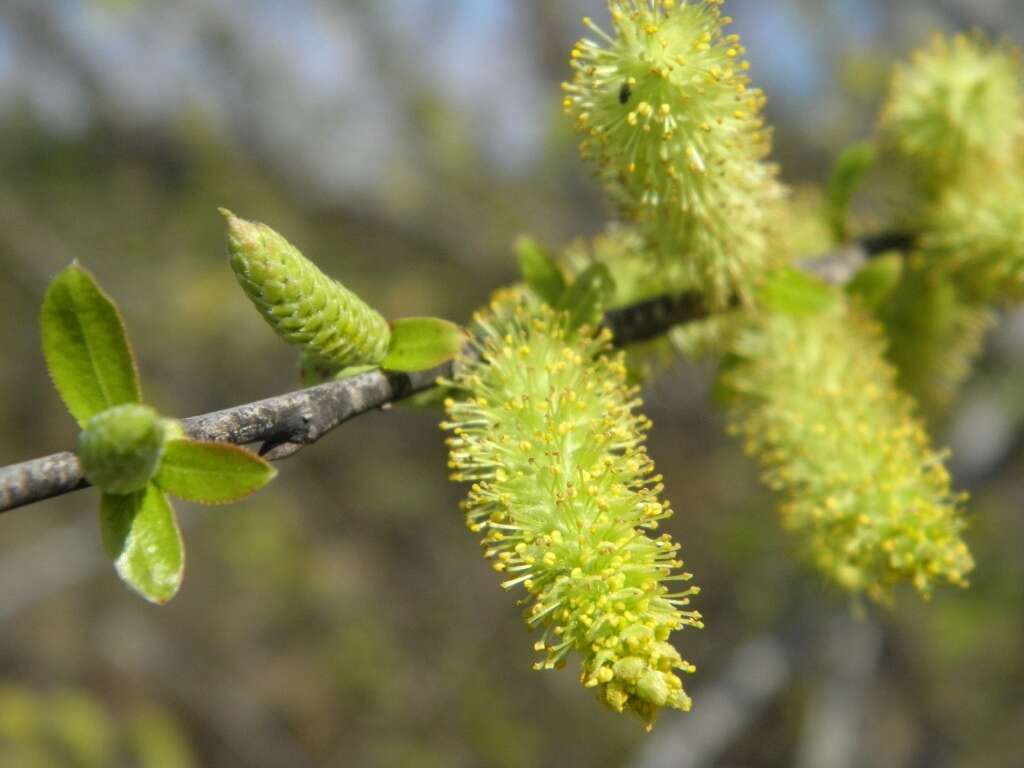Salix caroliniana Michx.的圖片