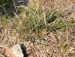 Image of saltmarsh alkaligrass
