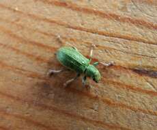 Image of Pine Needle Weevils