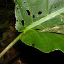 Image of Monstera dubia (Kunth) Engl. & K. Krause