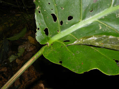 Image of Monstera dubia (Kunth) Engl. & K. Krause