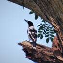 Image of Black-backed Butcherbird