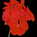 Image of zonal geranium