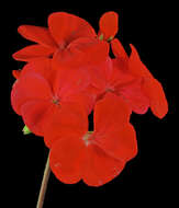 Image of zonal geranium