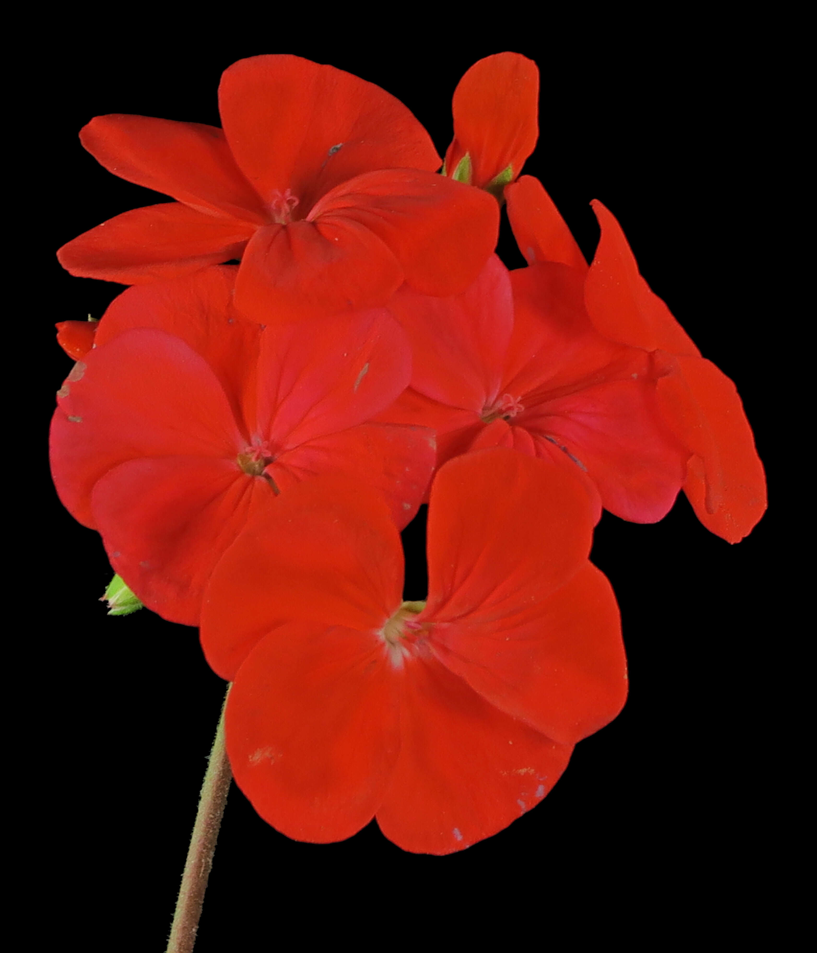 Слика од Pelargonium hortorum Bailey