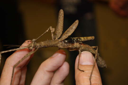 Image of Onchestus rentzi Brock & Hasenpusch 2006