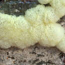 صورة Ceratiomyxa fruticulosa