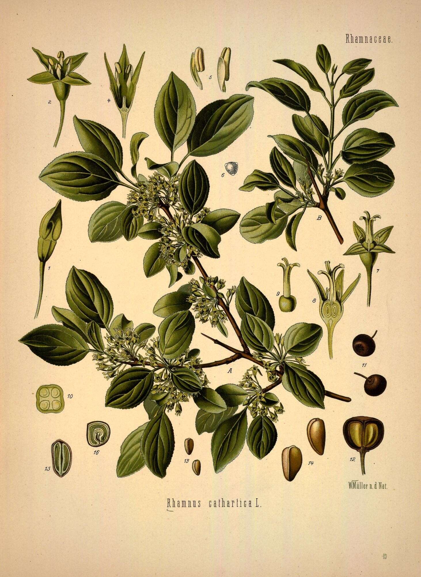 Image of buckthorn family