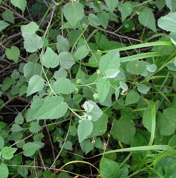 Image of Indian mallow