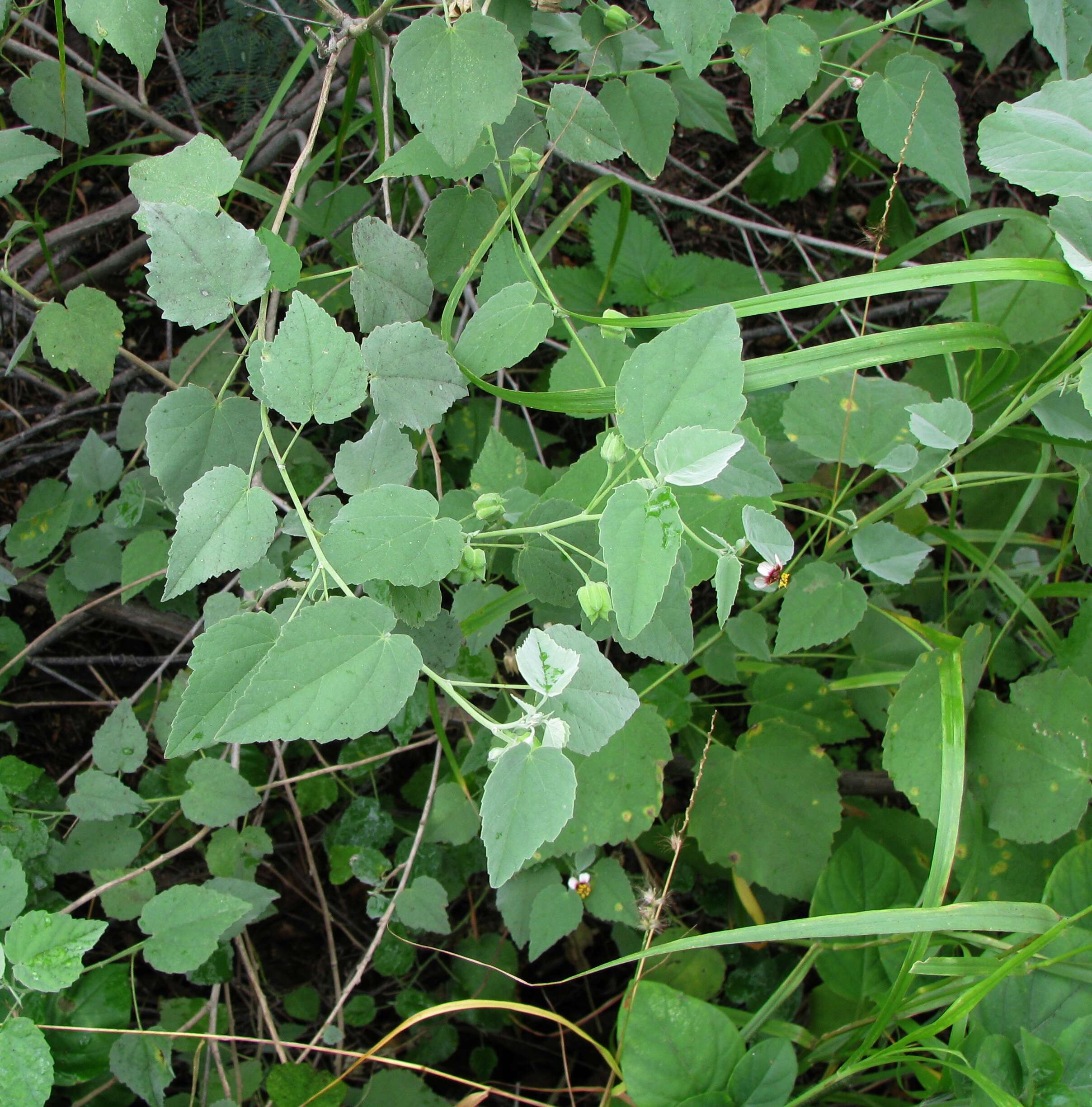 Image of Indian mallow