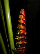 Image of Heliconia imbricata (Kuntze) Baker