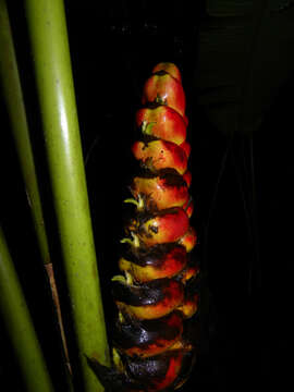 Image of Heliconia imbricata (Kuntze) Baker