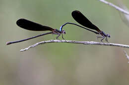 Image of Dancers