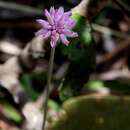 Image of Gomphrena mollis Mart.