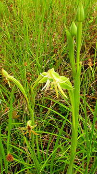 Image of Habenaria trifida Kunth