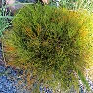 Image of Whisk Ferns