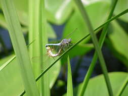 Image of Skimmers (Dragonflies)