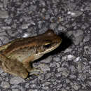Image of Okinawa Tip-nosed Frog
