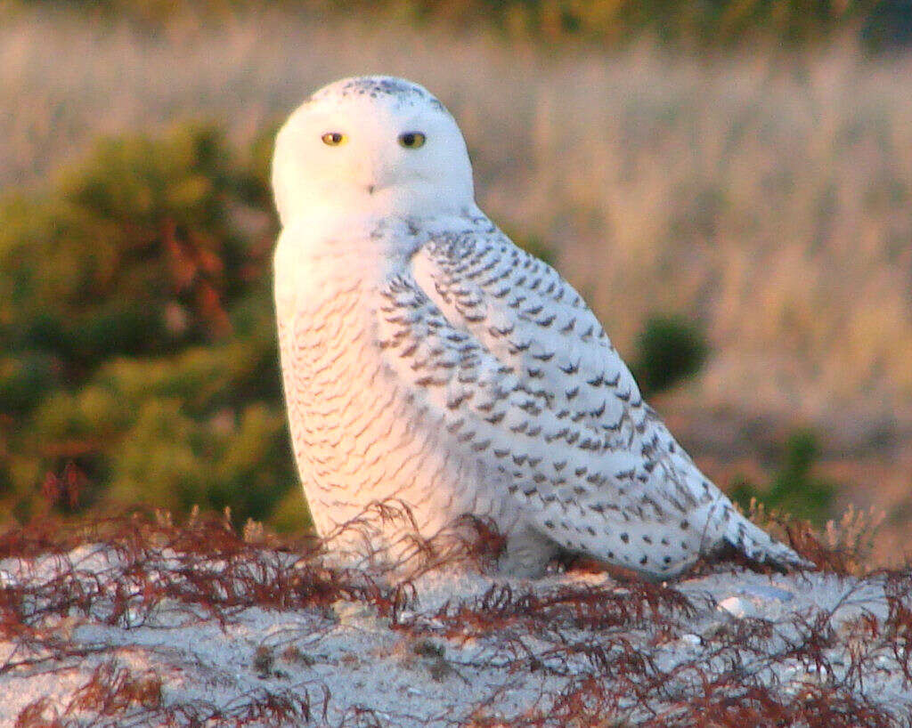 Snowy owl - Wikipedia