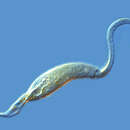 Image of Pseudomonilicaryon anser (Müller 1773) Vdacny & Foissner 2011