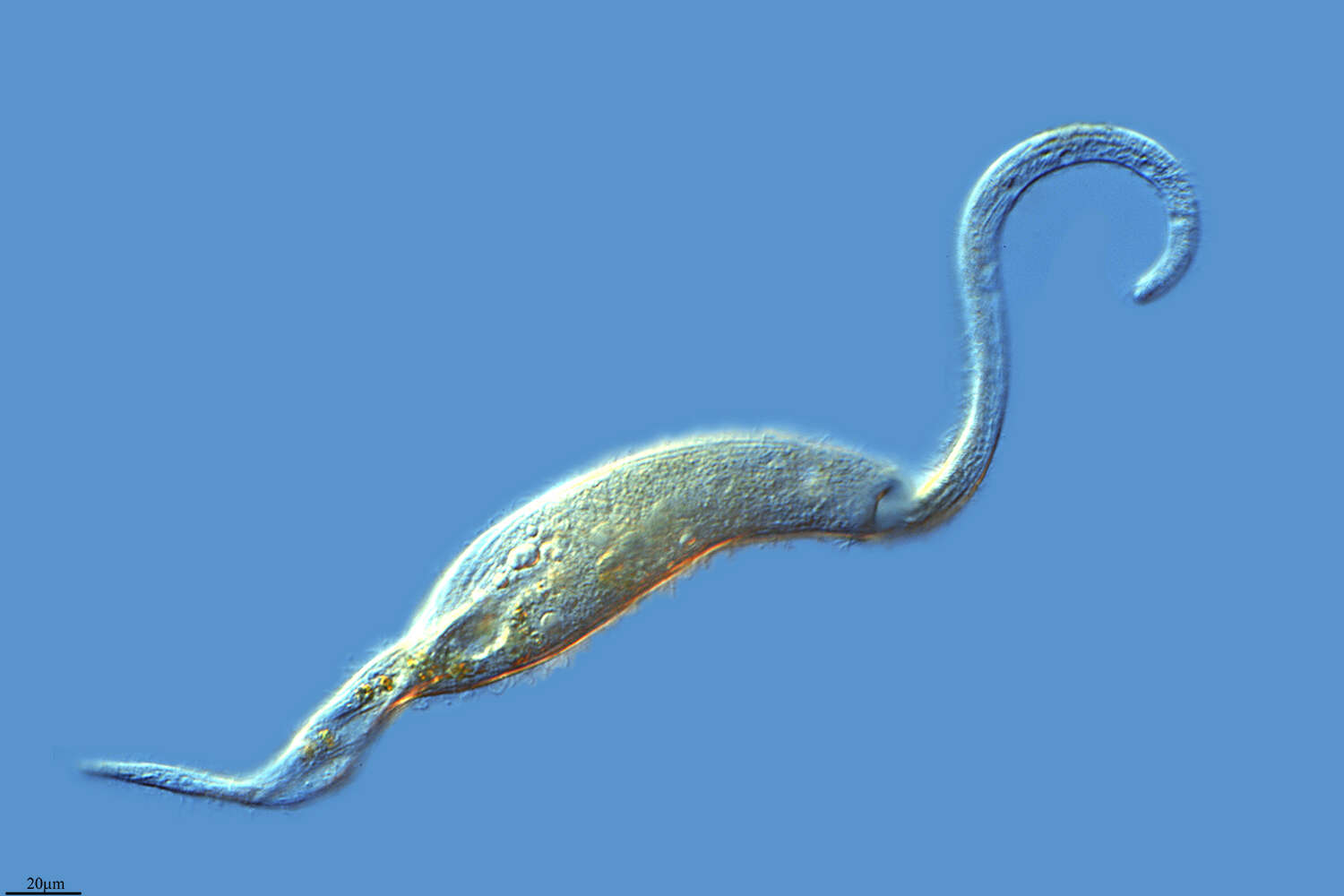 Image of Pseudomonilicaryon Foissner 1997