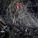 Image of Esperance king spider orchid