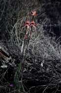 Image of Esperance king spider orchid