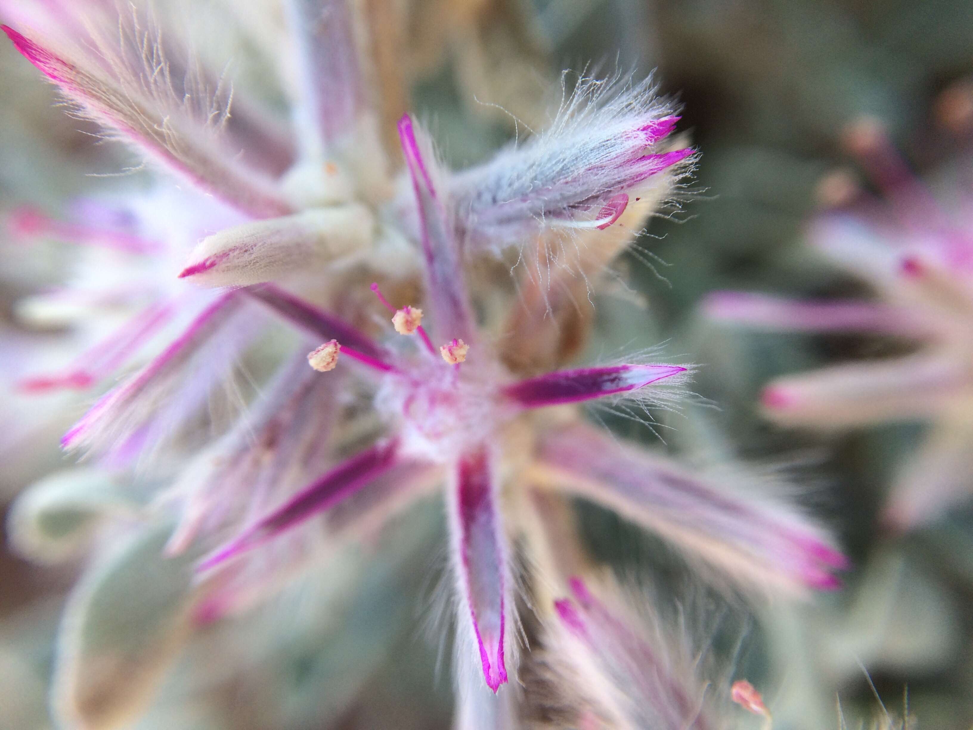 Image of Ptilotus sessilifolius (Lindley) G. Benl