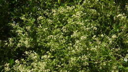 Image of Baccharis rhexioides Kunth