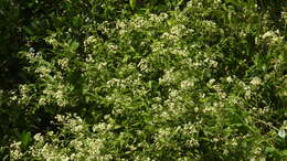 Imagem de Baccharis rhexioides Kunth