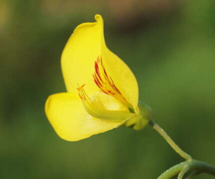 Image of Common Laburnum