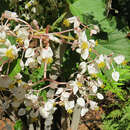 Image of grapeleaf begonia