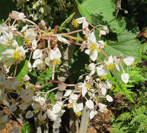 Image of Begonia reniformis Dryand.
