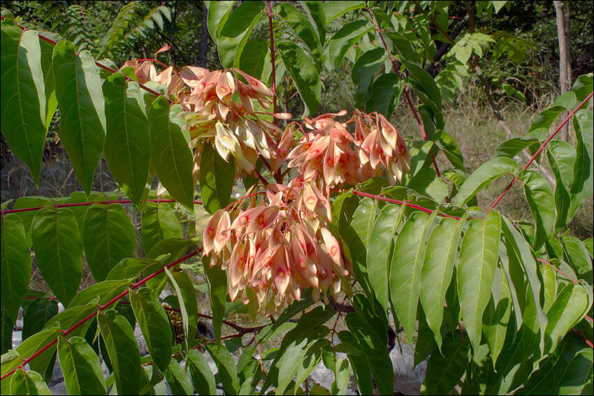 Image of tree-of-heaven