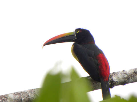 Image of Aracari
