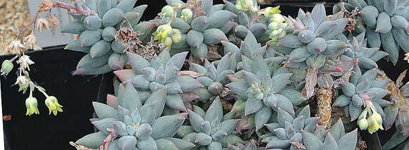 Image of Pachyphytum coeruleum Meyran