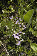 Image of violet woodsorrel