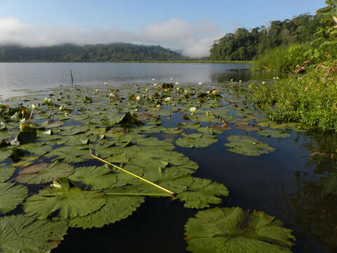 Image of waterlily