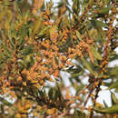 Image of wax myrtle