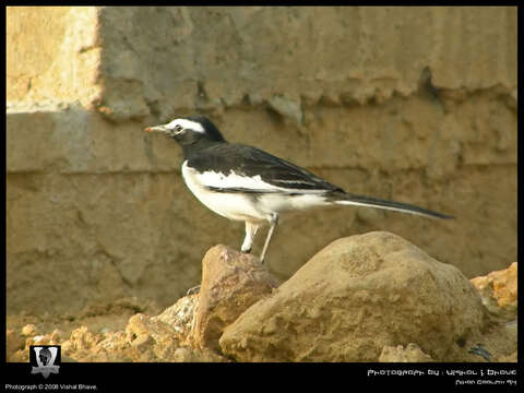 صورة <i>Motacilla madaraspatensis</i>