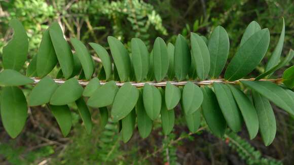 Image of Melaleuca hypericifolia Sm.