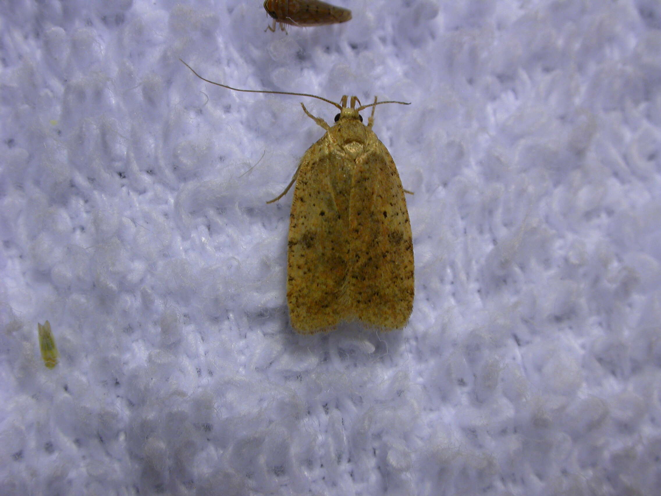 Image of Thelma's Agonopterix