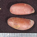 Sivun Diospyros inconstans subsp. psidioides (Kunth) B. Walln. kuva