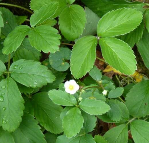 Image of strawberry