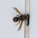 Image of Keyhole Wasp