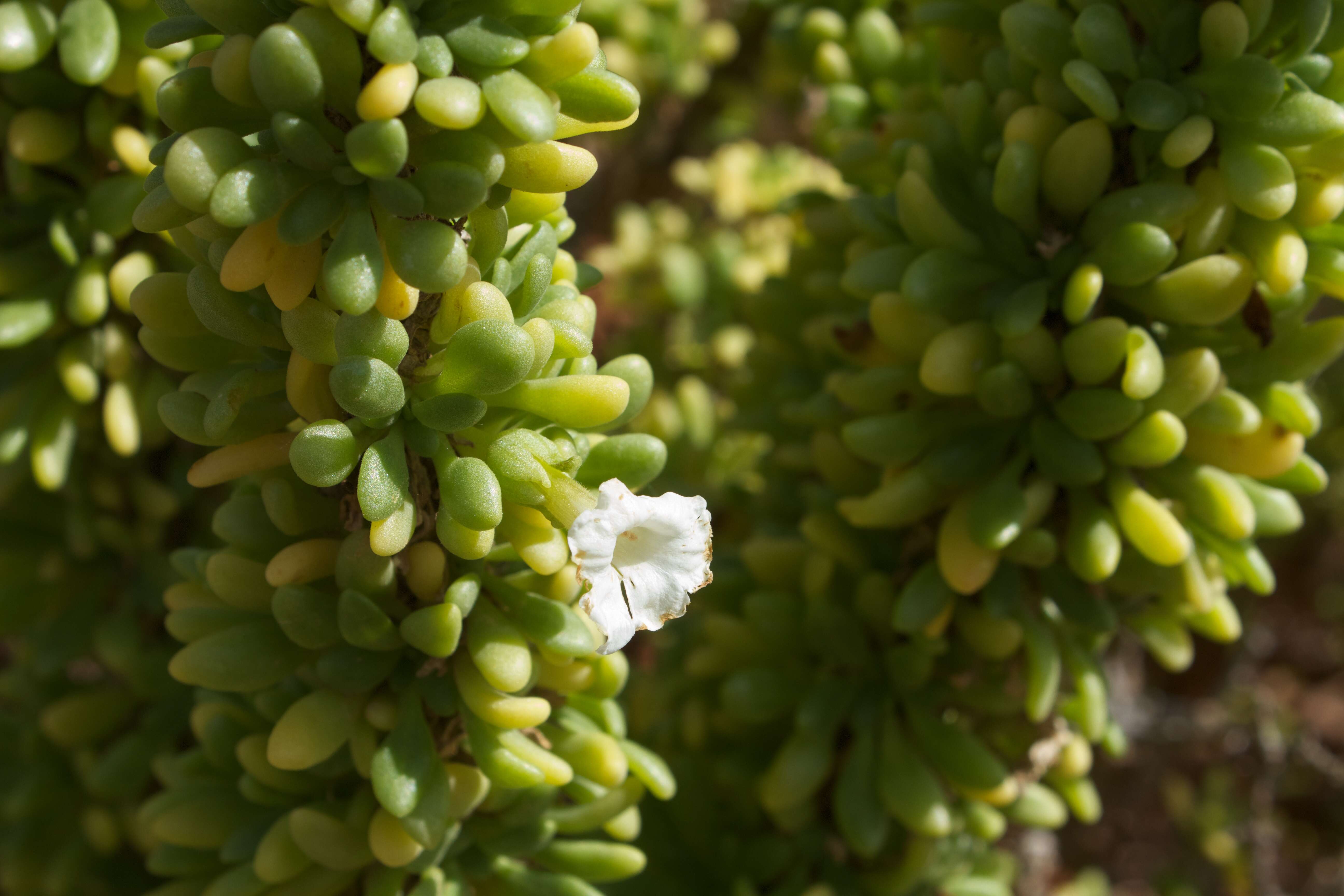 Image of Chilean bell flower