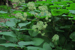 Image of California spikenard