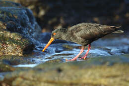 Image of oystercatchers